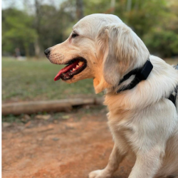 O Que Fazer Se o Seu Cachorro Sumir 1 Design sem nome 53