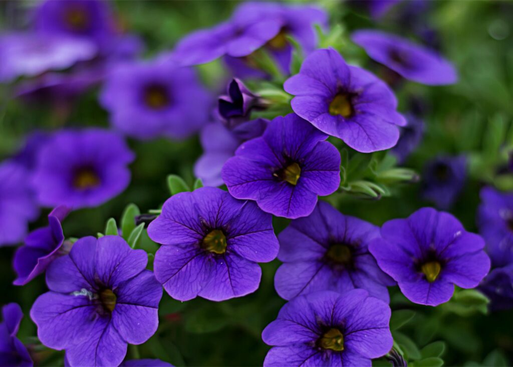 10 Plantas Seguras para Cães e Gatos: Como Criar um Jardim Pet-Friendly 7 pexels christine clair 388671 1034464