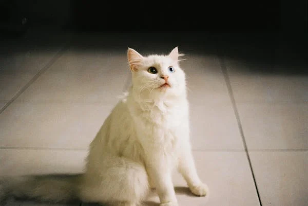 As 10 Raças de Gatos Mais Populares no Brasil: Conheça Suas Características 4 image 11