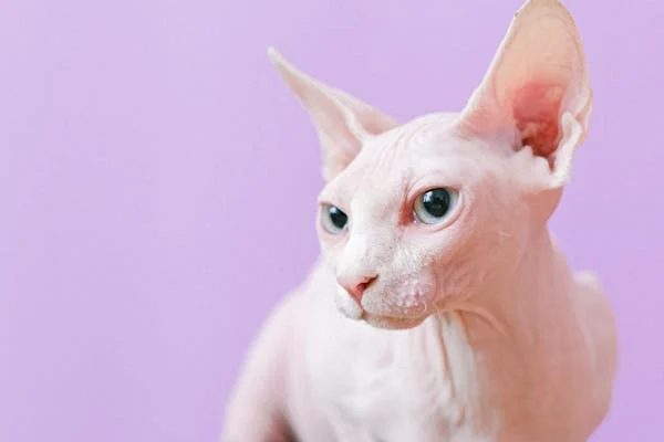 As 10 Raças de Gatos Mais Populares no Brasil: Conheça Suas Características 5 image 12