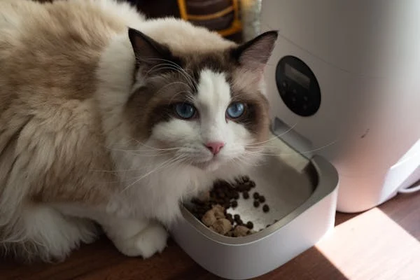 As 10 Raças de Gatos Mais Populares no Brasil: Conheça Suas Características 6 image 14