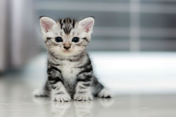 As 10 Raças de Gatos Mais Populares no Brasil: Conheça Suas Características 8 image 16