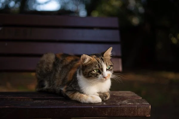 As 10 Raças de Gatos Mais Populares no Brasil: Conheça Suas Características 10 image 17