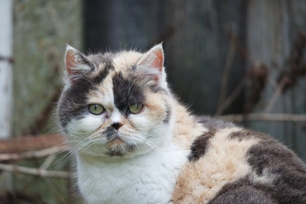 As 10 Raças de Gatos Mais Populares no Brasil: Conheça Suas Características 9 image 18