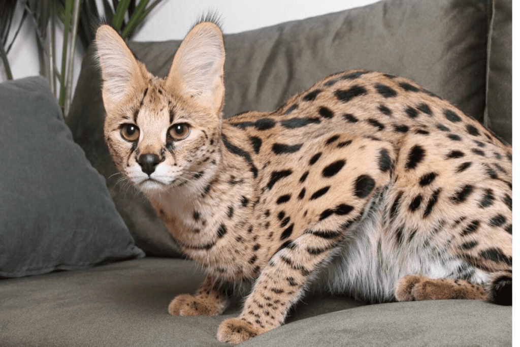 As 10 Raças de Gatos Mais Populares no Brasil: Conheça Suas Características 7 image 20