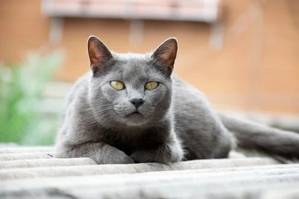 10 Curiosidades Sobre Gatos 1 Gato cinza em cima do telhado