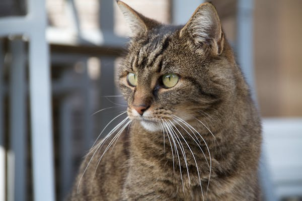 10 Curiosidades Sobre Gatos 3 Gato com olho verde