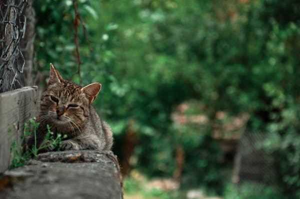 A Importância da Castração de Gatos: Um Ato de Amor e Cuidado 2 image 3