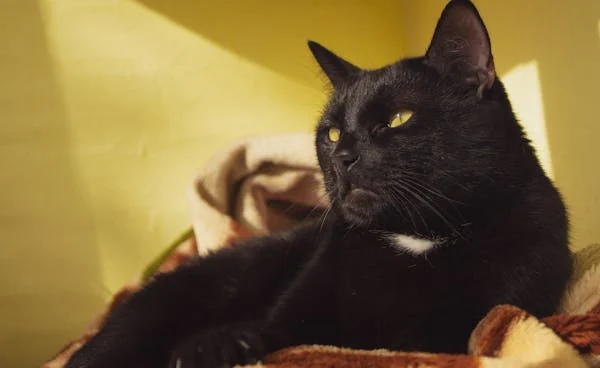 A Importância da Castração de Gatos: Um Ato de Amor e Cuidado 1 image 4