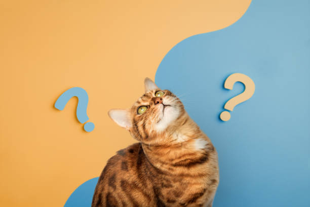 A Importância da Castração de Gatos: Um Ato de Amor e Cuidado 3 image 5