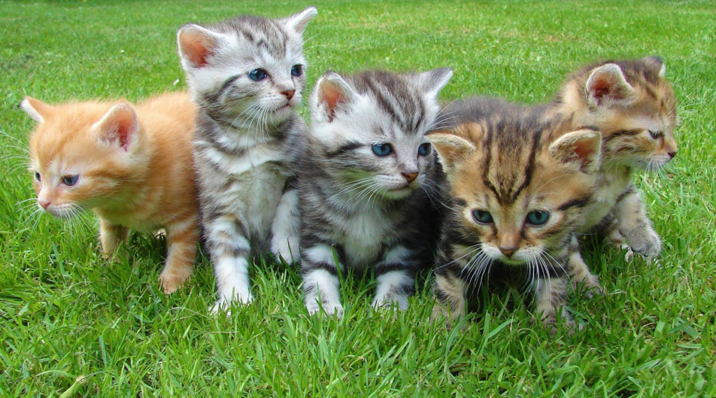 Dieta Ideal para Gatos: Guia Completo para a Alimentação Saudável do Seu Felino 1 image 6