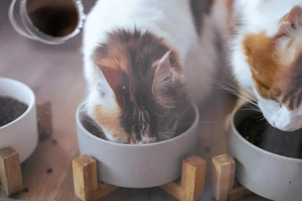 Dieta Ideal para Gatos: Guia Completo para a Alimentação Saudável do Seu Felino 2 image 7