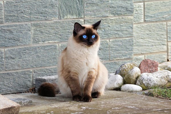 As 10 Raças de Gatos Mais Populares no Brasil: Conheça Suas Características 1 image 8