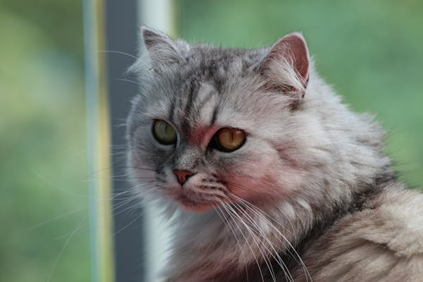 10 Curiosidades Sobre Gatos 4 gato siames com olho castanho