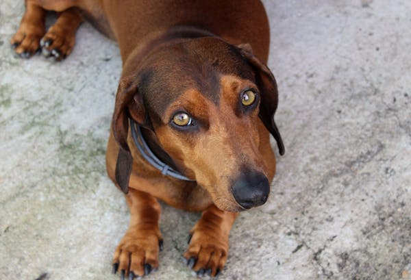 O Que Fazer Se o Seu Cachorro Sumir 2 image