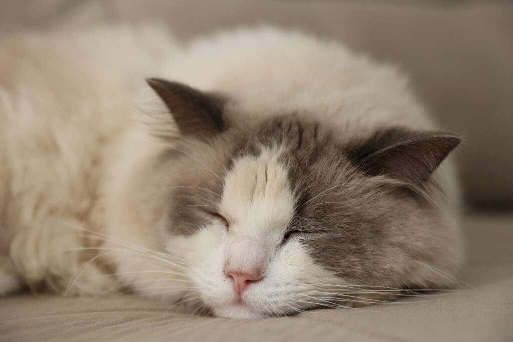 10 Curiosidades Sobre Gatos 2 Gato branco e cinza dormindo