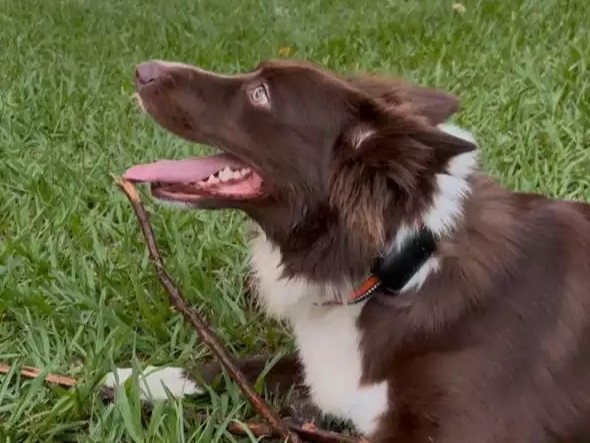 Microchip para Pets: Sua Carteira de Identidade Eletrônica e Como Funciona 2 Cachorro usando a coleira Gps da The Pet GPS