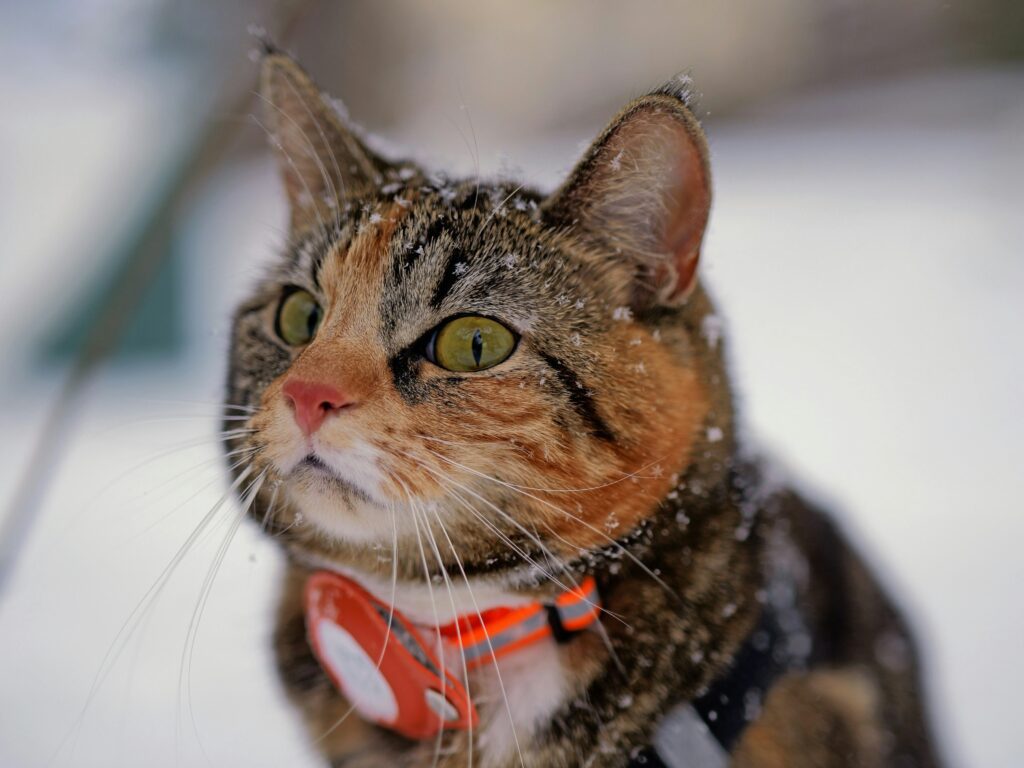 AirTag para Cachorros: Uma Camada Extra de Segurança ou Risco? 1 gato rastreadores bluetooth