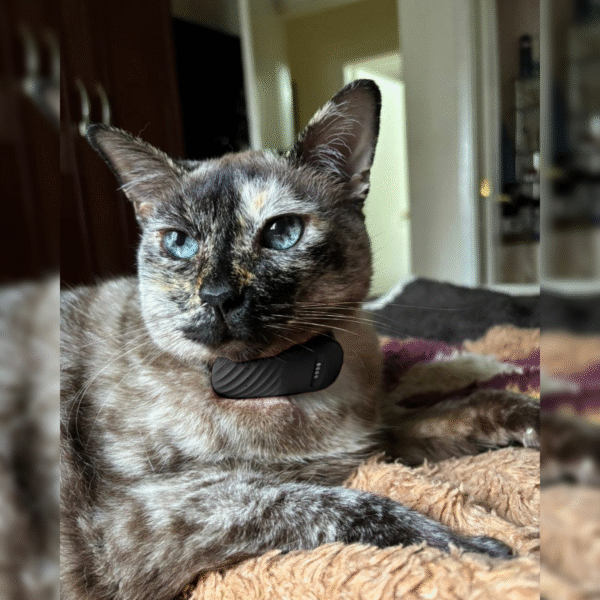 The Pet GPS - Camile - 20 OFF - Imagem 3
