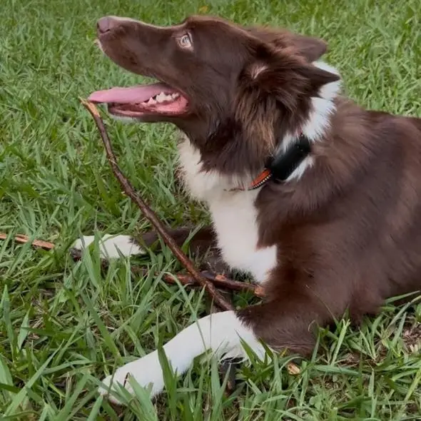 Cachorro correndo na grama.