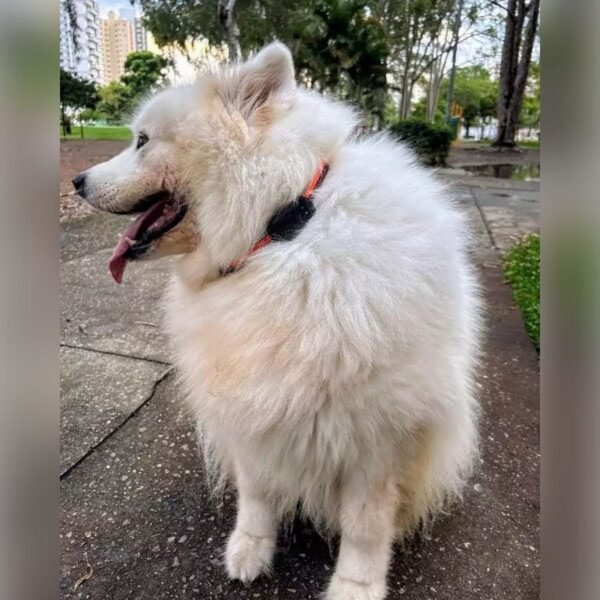 The Pet GPS - Camile - 20 OFF - Imagem 5