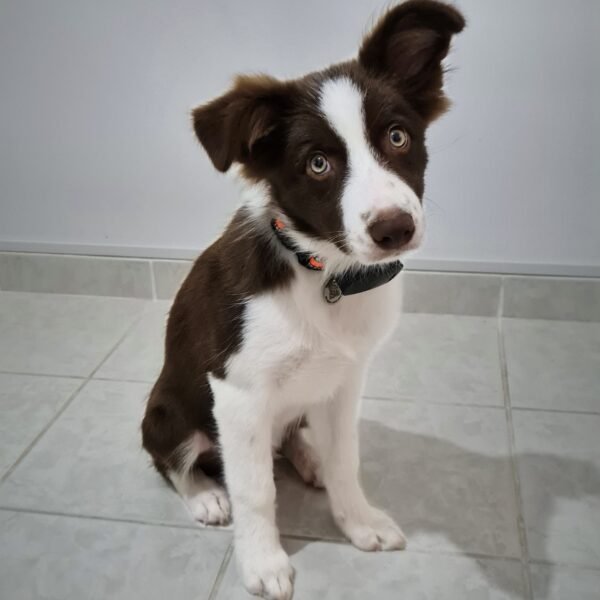 Coleira GPS para Gatos e Cachorros - Imagem 10