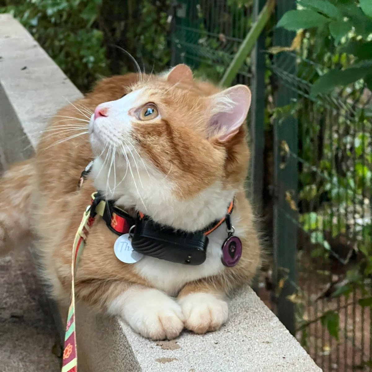 Gato laranja usando a coleira The Pet GPS em um ambiente externo.