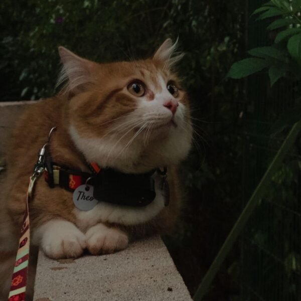 The Pet GPS - Camile - 20 OFF - Imagem 4