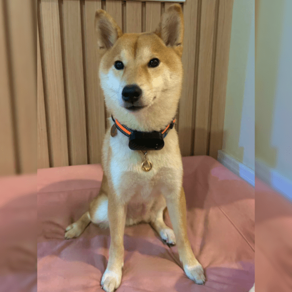 The Pet GPS - Miwa - 20 OFF - Imagem 3
