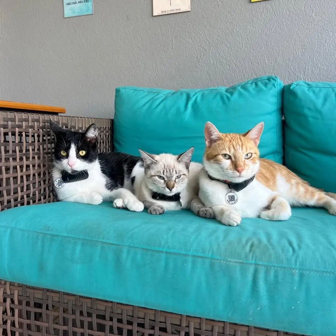 Cachorros usando a coleira The Pet GPS