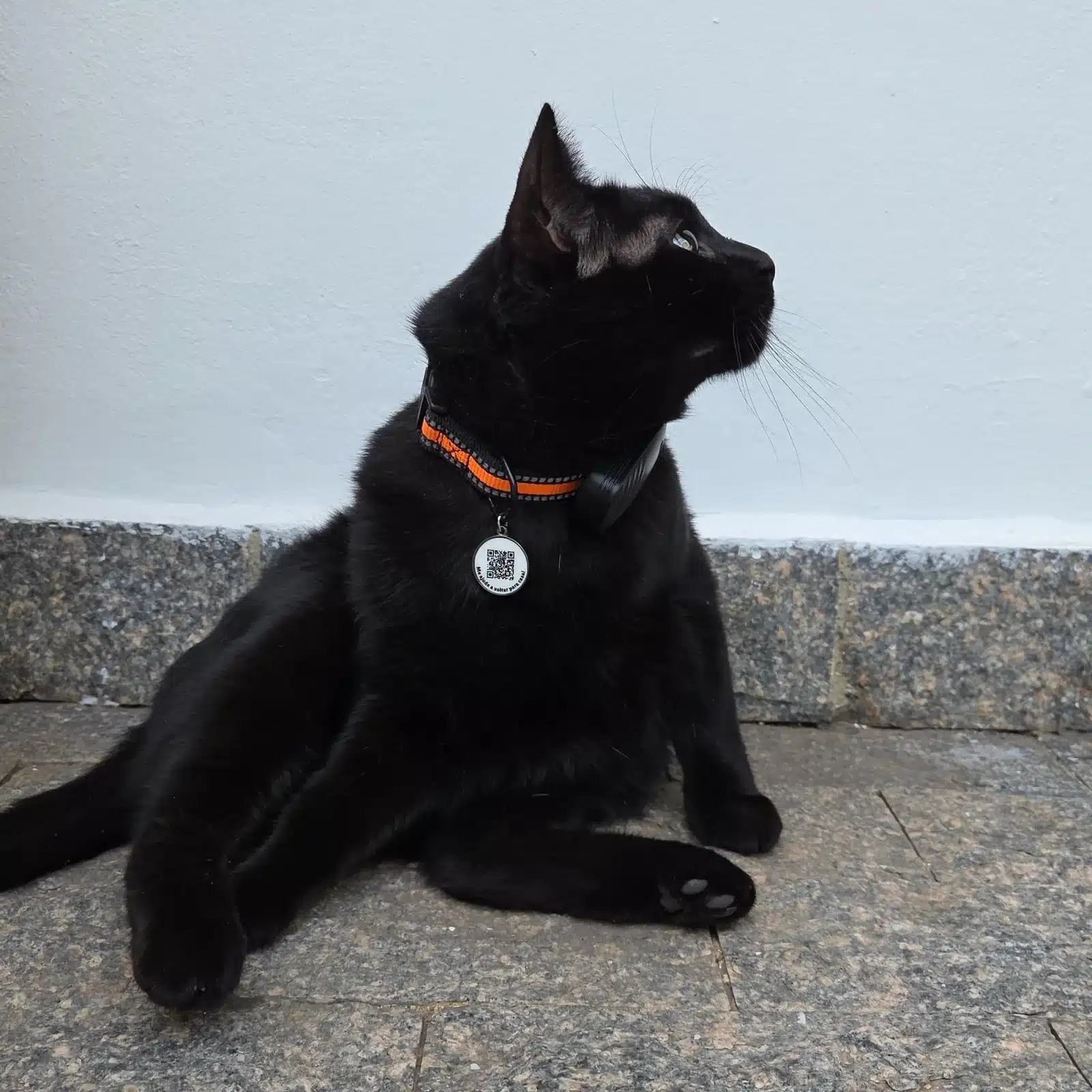 Gatinho com a coleira The Pet GPS