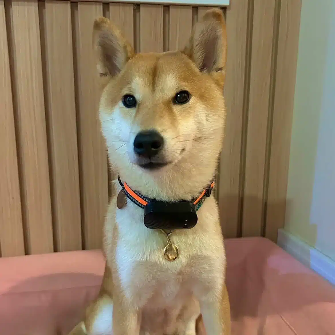 Shiba Inu usando a coleira The Pet GPS